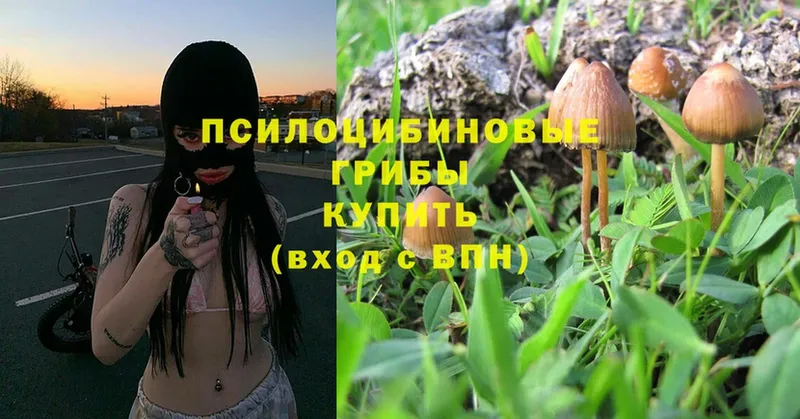 купить  сайты  Жердевка  Галлюциногенные грибы Magic Shrooms 